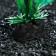 Artificial aquarium plant, 3 x 13 cm, green