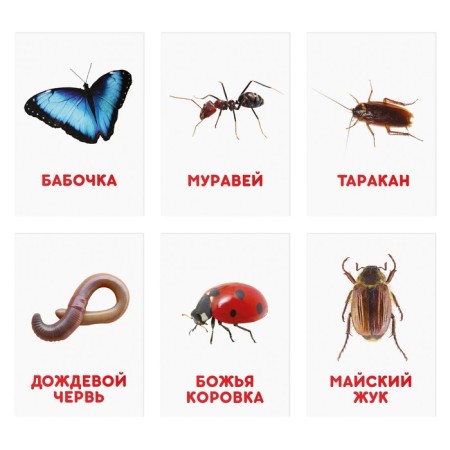 Educational cards according to the method of Glena Doman "insects", 12 cards, A6, 2+-1