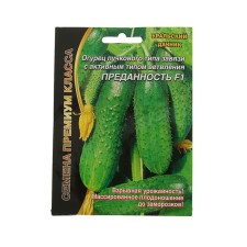 Seeds of cucumber 