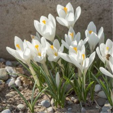 Crocus Beautiful Alba, 5+ rr, 10 pcs, 15 h (cm), autumn 2024