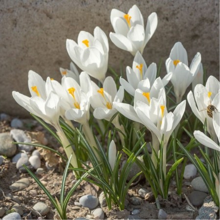 Crocus Beautiful Alba, 5+ rr, 10 pcs, 15 h (cm), autumn 2024