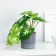 Bonsai in the Singonium pot 7.5x16 cm