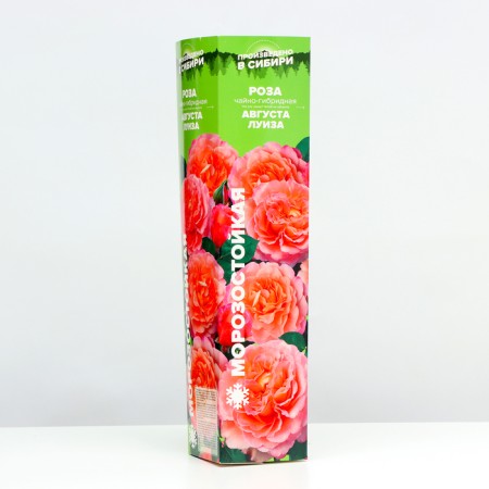 Rosa Augustus Louise, spring 2024, 1 pc.-1