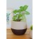 Pot for flowers with a duo pallet, 2.5 l, chocolate-coffee color with milk