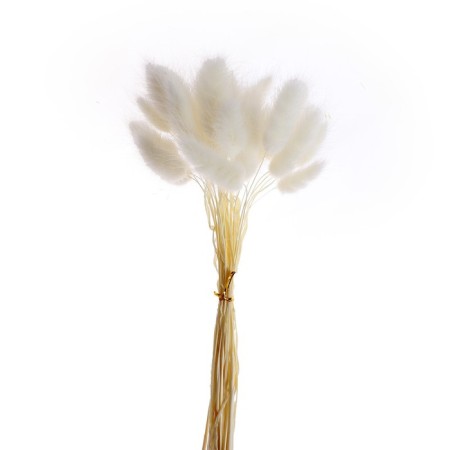 Dry -flowers "Lagurus", set of 30 pcs., White color-3