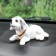 Dog on a car panel shocking his head, large, white color