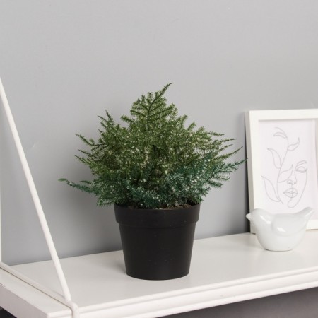 Bonsai in the Pot "Nefrolepsis Galant" 20x10 cm, green