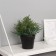 Bonsai in the Pot "Nefrolepsis Galant" 20x10 cm, green