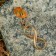 Tailor-Talisman "Infinity", natural amber
