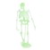 Set for experiments "Human Body"