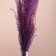 A set of dried flowers "Miscantus", a ban 3-5 pcs, length 60 (+/- 6 cm), purple