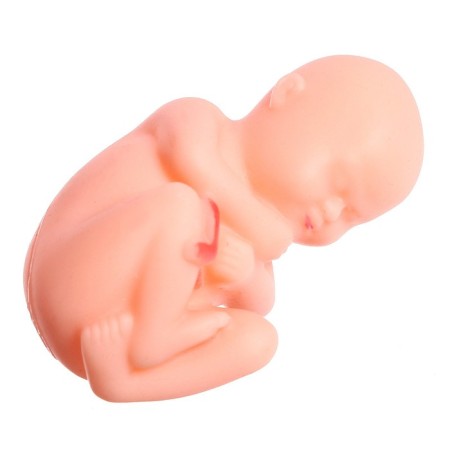 Set for experiments "Body structure", pregnant woman-5