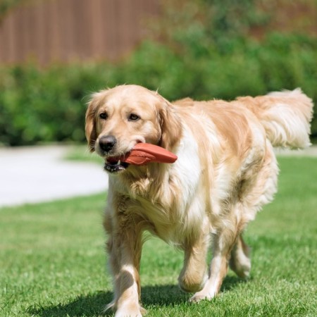Brying toy "Ship" for dogs, 17 cm, brown-5