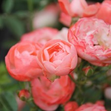 Seedling rose miniature 