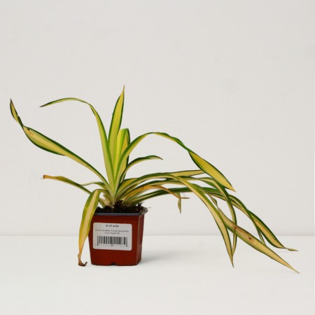 Sahenian yukka filament "Color Guard", P9 pot, summer 2024-2