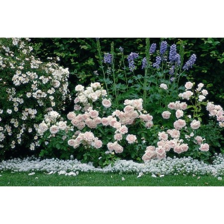 Seedling rose Floribunda (bush) ballad, 1 pc, spring 2024