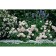 Seedling rose Floribunda (bush) ballad, 1 pc, spring 2024