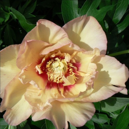 PION of the Hybrid Callis Memory, C3.5 pot, 1 pc, summer 2024