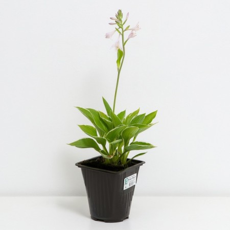 Host Hybrid Robert Frost, C2 pot, H10-50 height, 1 pc, summer 2024-1