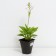 Host Hybrid Robert Frost, C2 pot, H10-50 height, 1 pc, summer 2024