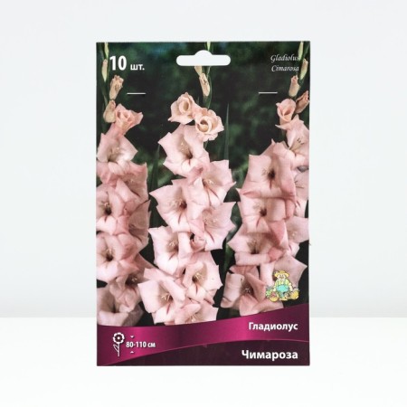 Gladiolus large-flowered "Chimaroza", district 10/12, 10 pcs, spring 2024