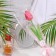 Soap tulip, fuchsia