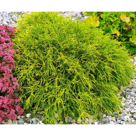 Caparisan seeder Gorodopolny "Sungold", P9 pot, Summer 2024