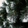 Artificial Christmas tree "North" 160 cm