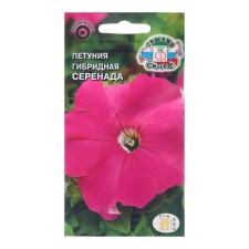 Flowers of Petunia Serenade 
