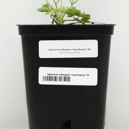 Aquilegia hybrid "Nora Barlow", P9 P9, 1 pc, spring 2024-3