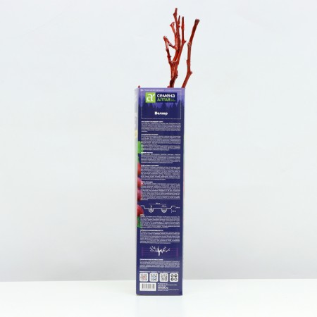 Velor Grape seedling, 1 pc, spring 2024-2