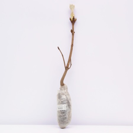 Gallers ordinary "Snuus", 1 pc, tube, spring 2023-2