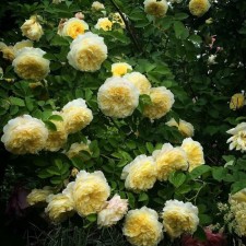 Seedling rose 