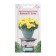 Flower seeds marigolds erect captain F1 Ello, 10 pcs