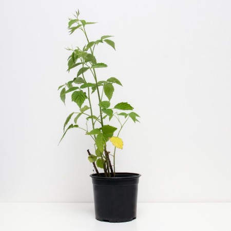Malina Peresvet, C2 pot, H20-40 Height, 1 pc, summer 2024-1