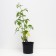 Malina Peresvet, C2 pot, H20-40 Height, 1 pc, summer 2024