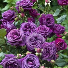 Seedling rose perfume de roar, tea-hybrid, pot 2 l., Summer 2024