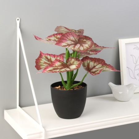Bonsai in the pot "Kaladium premium Extra" 21x10 cm, mix-2