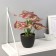 Bonsai in the pot "Kaladium premium Extra" 21x10 cm, mix
