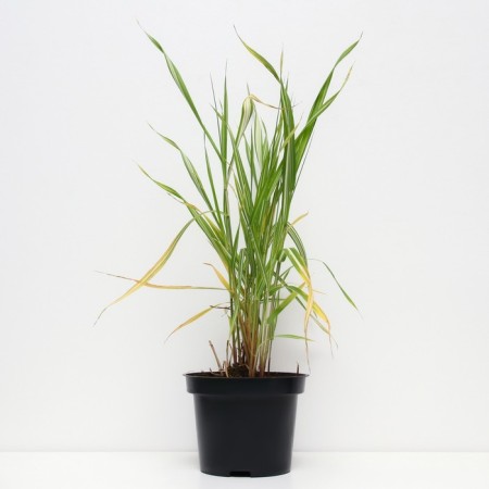 Falyaris reed Fessei, C2 pot, H10-50 height, 1 pc, summer 2024-1