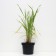 Falyaris reed Fessei, C2 pot, H10-50 height, 1 pc, summer 2024