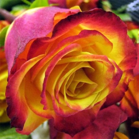 Seedling rose "Tutti Futty", tube, spring 2025