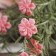 Bouquet "Oleander Lady" 29 cm, mix, with spraying