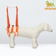 Auxiliary belt for the hind legs, size S (from 26-30 cm, weight 15-25 kg), orange
