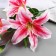 Artificial flowers "Lilia Galant" d-13 cm 66 cm, pink