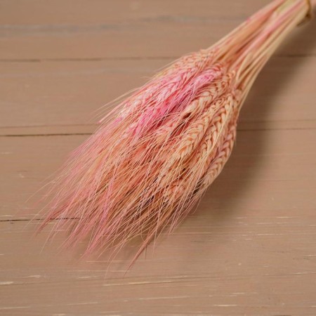 Dry Colossus of wheat, set 50 pcs., Pink color-4