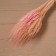 Dry Colossus of wheat, set 50 pcs., Pink color