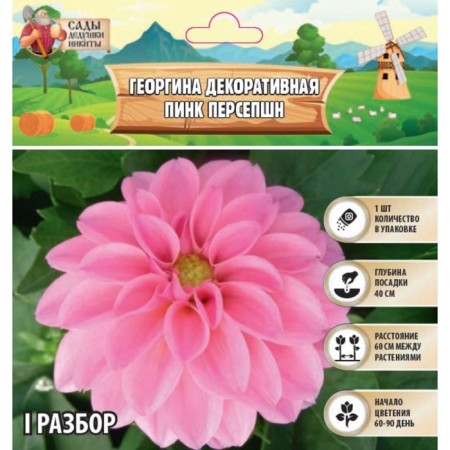Georgina decorative "Pink Persepshn", rr I, 1 pc, spring 2024