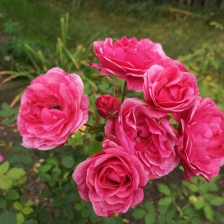 Seedling rose "Canadian Diamond", tube, spring 2025
