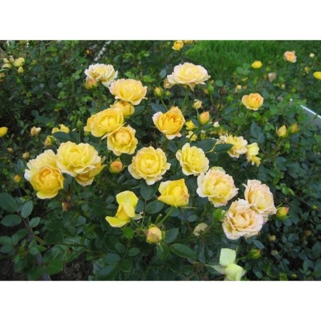 Seedling rose soil -covering "Yellou Fayry", tube, 1 pc, spring 2025